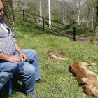 Uno de los últimos ataques en León, concretamente en Argañoso, donde el lobo mató a dos terneros.