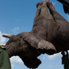 Los efectivos de la reserva natural de Kenia cargan un cadáver de elefante en un camión.