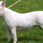 Un perro de raza bull terrier, como los que han atacado al niño de tres años en Madrid.