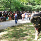 El mastín leonés es uno de los grandes protagonistas de la Feria del Pastor que este año tuvo una gran afluencia de visitas.