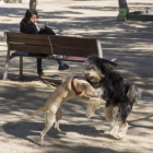 Dos perros sueltos juegan en un parque.