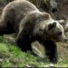 Foto de archivo de la especie de oso que habita los montes de Salentinos