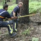 Miembros de Protección Civil intentan capturar a uno de los 6.000 visones sueltos en el monte