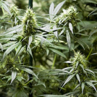 Plantación doméstica de cannabis