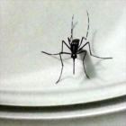 Mosquito que transmite el dengue