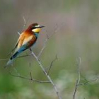 El abejaruco, una de las especies que se incluyen en la guía