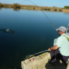 Un pescador captura una trucha arcoíris en un río de León. P. V.