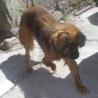 El perro Chiquito tiene mal una pata, pero es muy ágil.