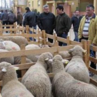 La reses de ovino fueron las más numerosas en la feria ganadera de San Blas de Gradefes