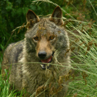 El lobo, un animal totémico de la fauna cantábrica, es el protagonista del último documental de ‘Más que Pájaros’. DL