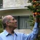 El primer ministro israelí, Ehud Olmert, observa un naranjo en su casa