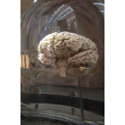 Cerebro expuesto en el Museo de la Evolución Humana. SANTI OTERO