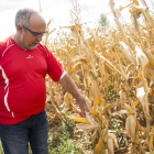Jorge Matilla observa las mazorcas en una de las fincas que trabaja. F. OTERO PERANDONES
