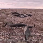 Un grupo de 52 delfines estaba varados por causas desconocidas en la playa Salinita, en la isla San José Nepomuceno