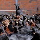 La plataforma trate de mejorar el rendimiento caprino. MARCIANO