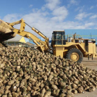 Recepción de remolacha en la Azucarera.