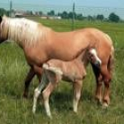 La yegua «Prometea» es el primer caballo vivo clonado