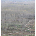 El clon del chopo para plantar es el I-214.