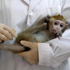 Imagen de archivo de un macaco editado genéticamente en un experimento realizado en enero del 2019 para estudiar los trastornos del ritmo circadiano
