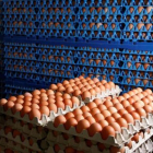 Huevos envasados para la venta en una granja de Wortel (Belgica), ayer