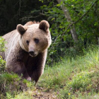 Imagen de archivo de un oso pardo. ICAL