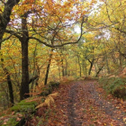 Paisaje otoñal en un bosque de castaños de León