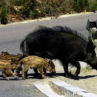 La cifra de animales que causaron accidentes de tráfico en el 2008 fue un 12,4% superior a la del 20