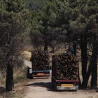 El plan pretende impulsar la gestión forestal sostenible.