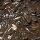 Los peces muertos brillan al sol entre las aguas que salen del embalse