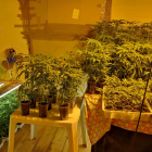 Una de las plantaciones de marihuana que han sido intervenidas en San Miguel del Camino. SUBDELEGACIÓN DEL GOBIERNO