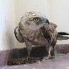 Este águila culebrera llegó a la clínica veterinaria de la ULE herida en la pierna