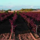 Aspecto del viñedo en uno de los parajes de la dehesa de Villazán.