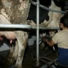 Una ganadera coloca la ordeñadora a una vaca de su explotación