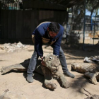 Mohammad Oweida, dueño del zoo, muestra los animales que murieron durante la guerra del 2014 en el zoo de Jan Yunis de Gaza.