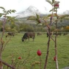 La provincia de León cuenta con miles de cabezas de vacas de producción lechera