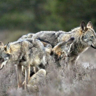 La federación de caza y las organizaciones agrarias comparten postura sobre el lobo. ANDONI CANELA