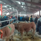 Animales de todo tipo, perros y gallinas fueron expuestos en el mercado de ganado. ARAUJO