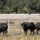 La ganadería pasta en la dehesa de Valdellán, en Santa María del Río. DL