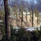 El bosque de los Ausentes estará replantado con carácter permanente en el parque de El Retiro