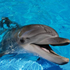 Los delfines están entre las especies más inteligentes que habitan en el planeta.