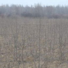 Plantación de chopos para biomasa en el área del Esla, cerca de Palanquinos.