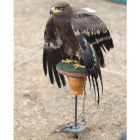 Una de las aves participantes en el concurso.