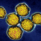 Imagen del virus de la hepatitis C