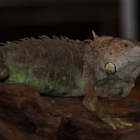 Imagen de archivo de una de las últimas exposiciones de reptiles vivos en León.
