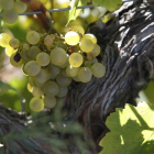 La concesión de derechos para la plantación de viñedo llega con el debate abierto sobre la autorregulación de las producciones