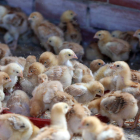 Pollos en una explotación avícola. MARCIANO PÉREZ