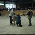 Un momento de la penúltima cita del campeonato, celebrada ayer en Villablino