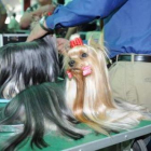 Un perro posa recién peinado a la espera de que comience una exposición canina internacional