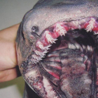 Uno de los más raros tiburones que ha pescado Roman Fedortsov.