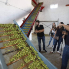 Un sinfín lleva los conos de lúpulo de la peladora al horno de secado. RAMIRO